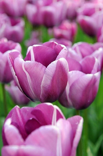 Tulipa 'Andre Rieu', Tulipa 'Andr&eacute; Rieu', Tulip 'Andre Rieu', Single Late Tulip 'Andre Rieu', Tulip 'Andr&eacute; Rieu', Single Late Tulip 'Andr&eacute; Rieu' Single Late Tulips, Spring Bulbs, Spring Flowers, Tulipe Andr&eacute; Rieu, Purple Tulip,